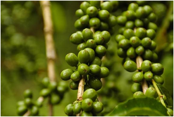 CAFÉ VERDE: EL NUEVO ADELGAZANTE REVOLUCIONARIO