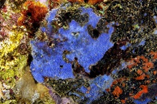 Blue-Sponge-457x303
