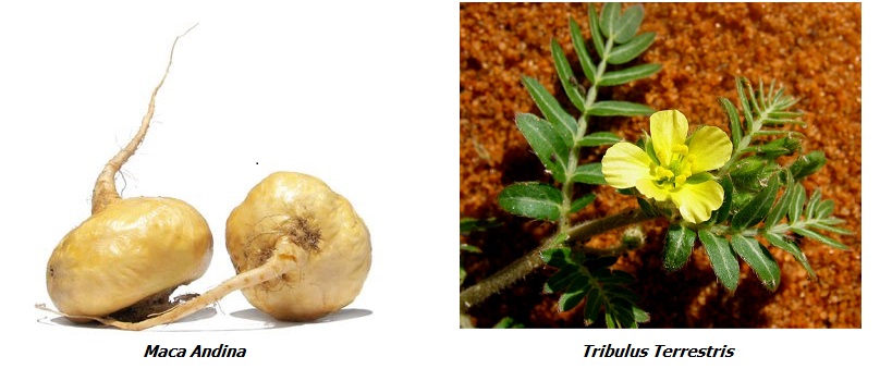 maca andina